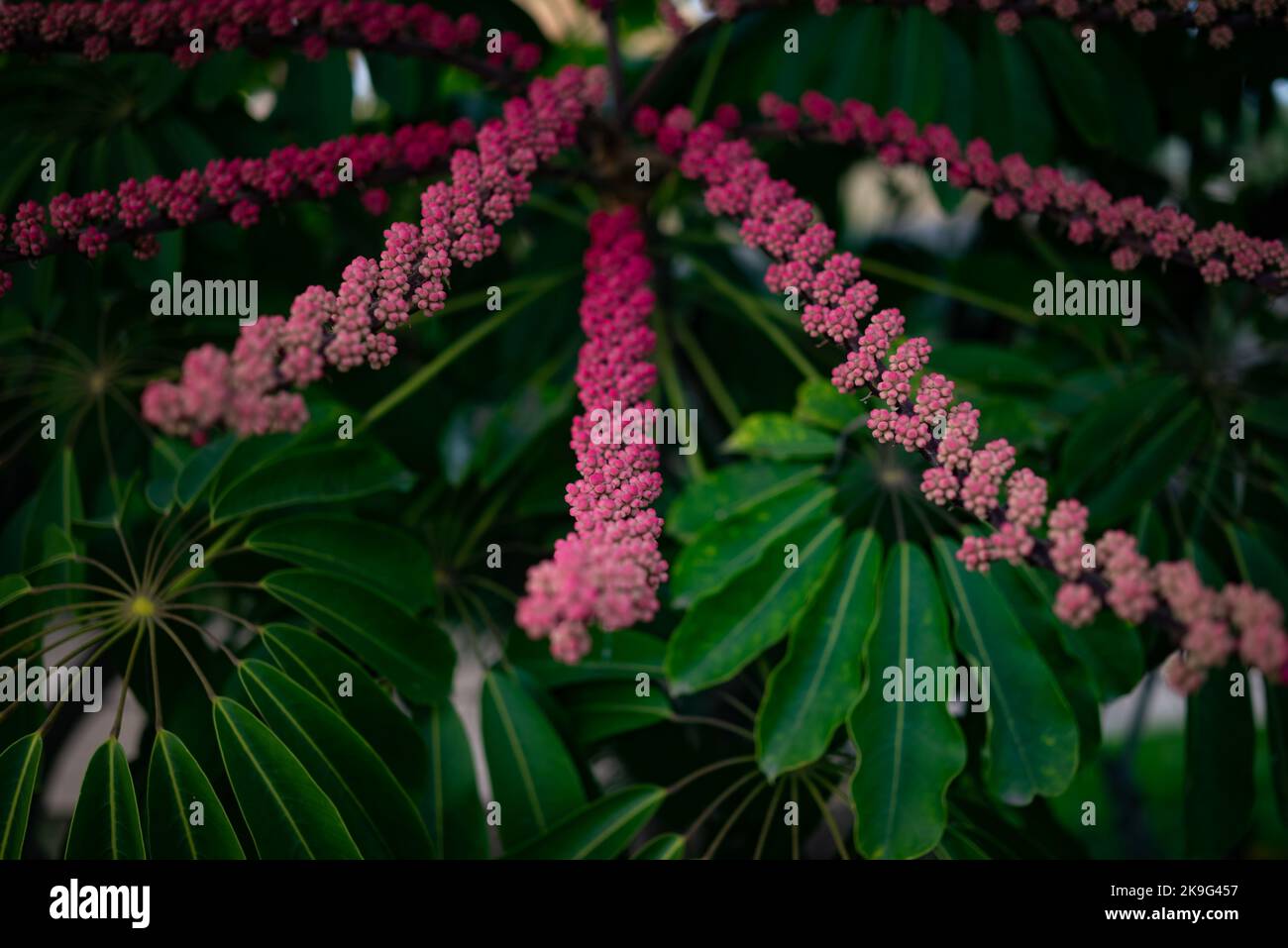 Mostly blurred red fruits and leaves of schefflera actinofphylla umbrella tree Stock Photo