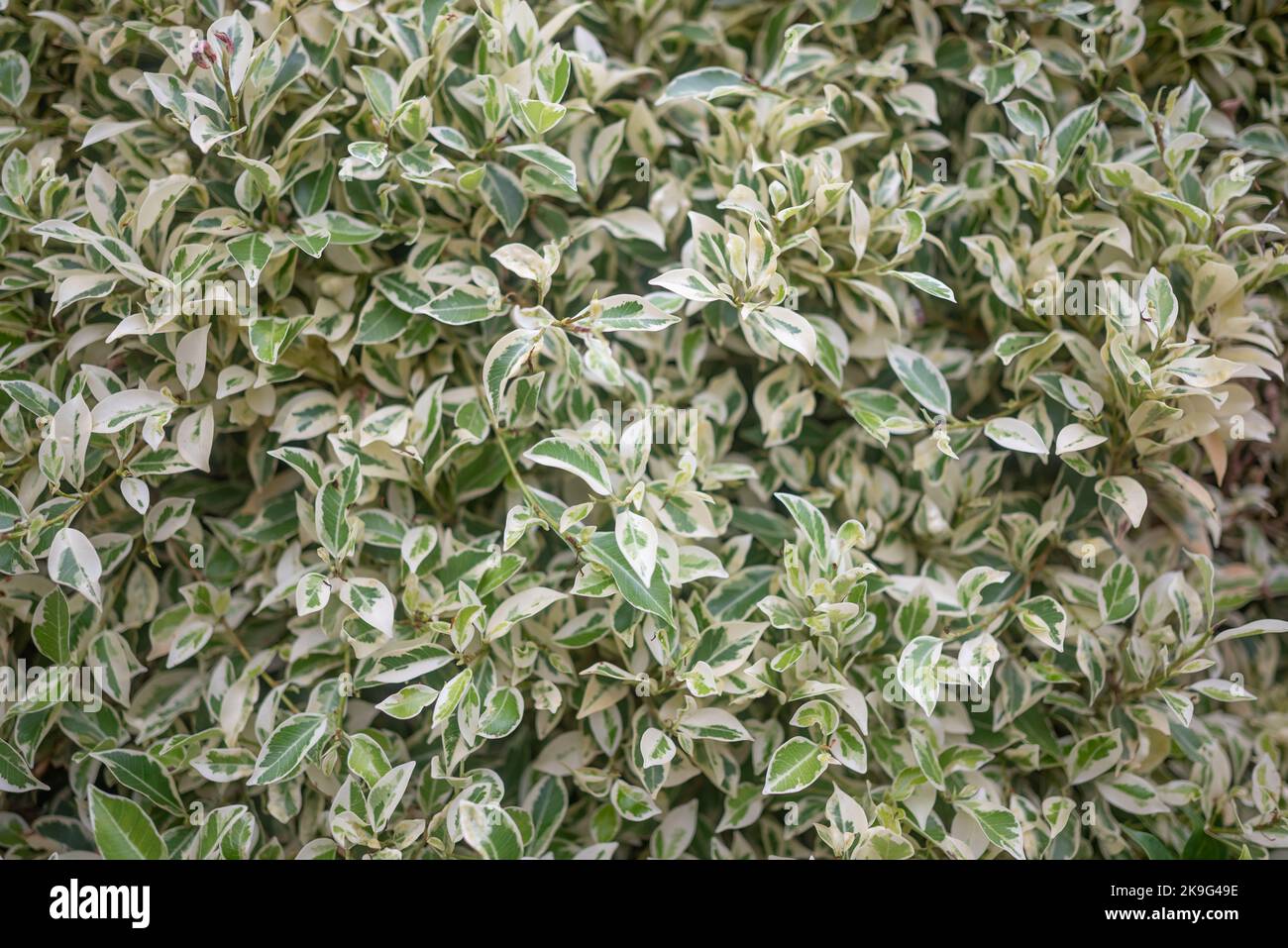 Background of variegated weeping fig or ficus benjamina. Green and white leaves Stock Photo