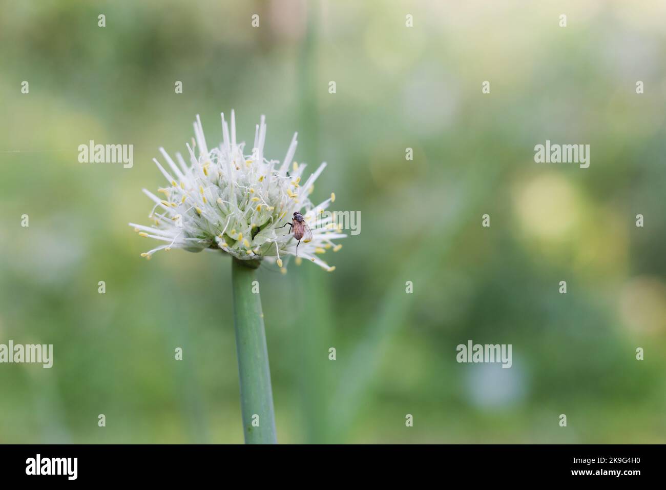 Fly sits on a growing leek Stock Photo