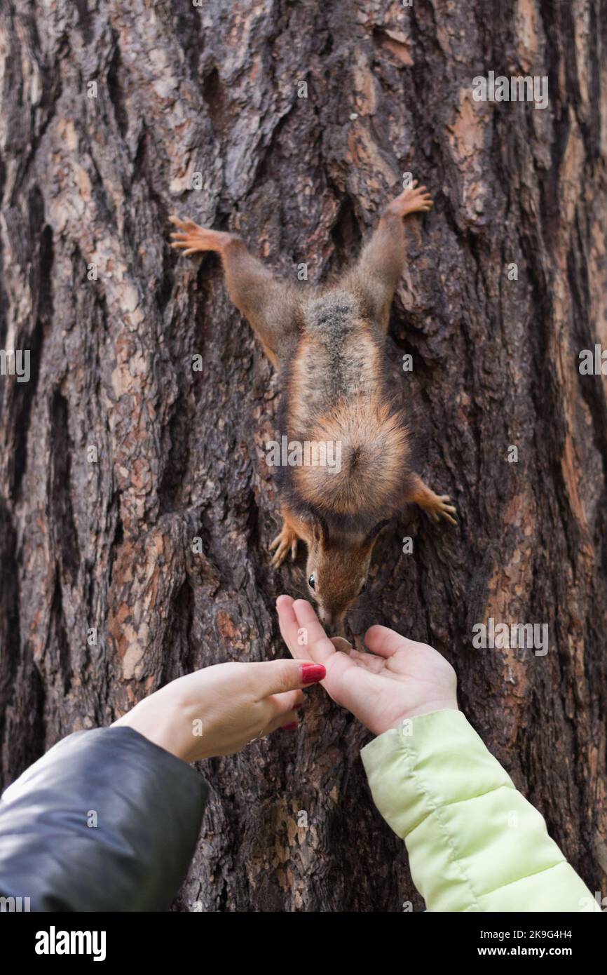 Hands of people hold nuts to feed the squirrel, which went down from a tree Stock Photo