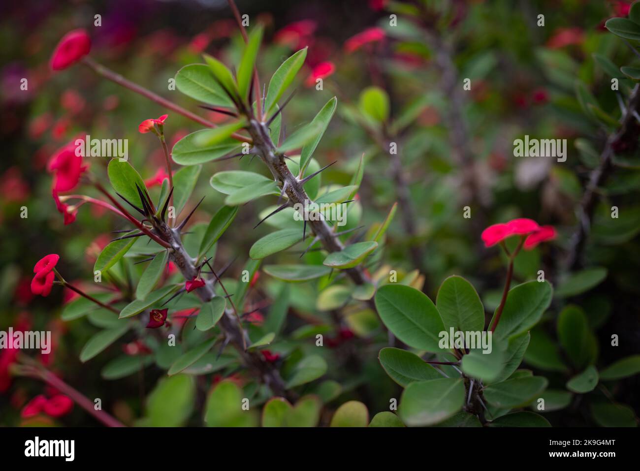 Mostly blurred red flower background of Crown of thorns with focus on