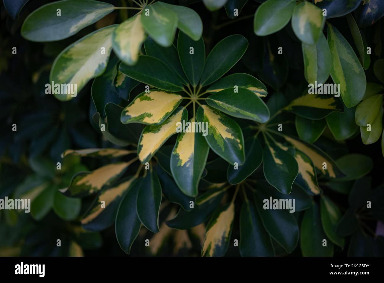Schefflera background. Variagated leaves with yellow pattern Stock Photo