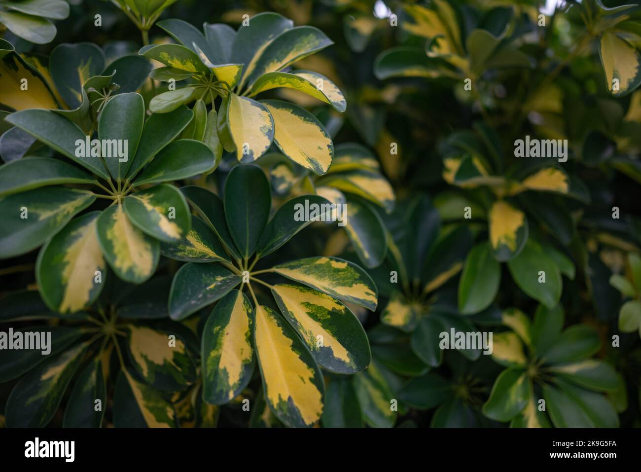 Schefflera background. Variagated leaves with yellow pattern Stock Photo