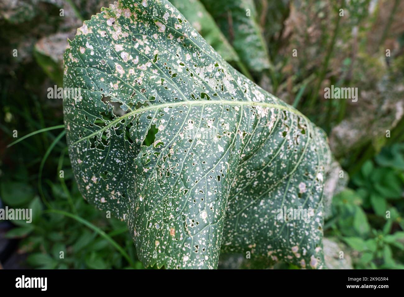 A large horseradish leaf is damaged by slugs and cruciferous fleas