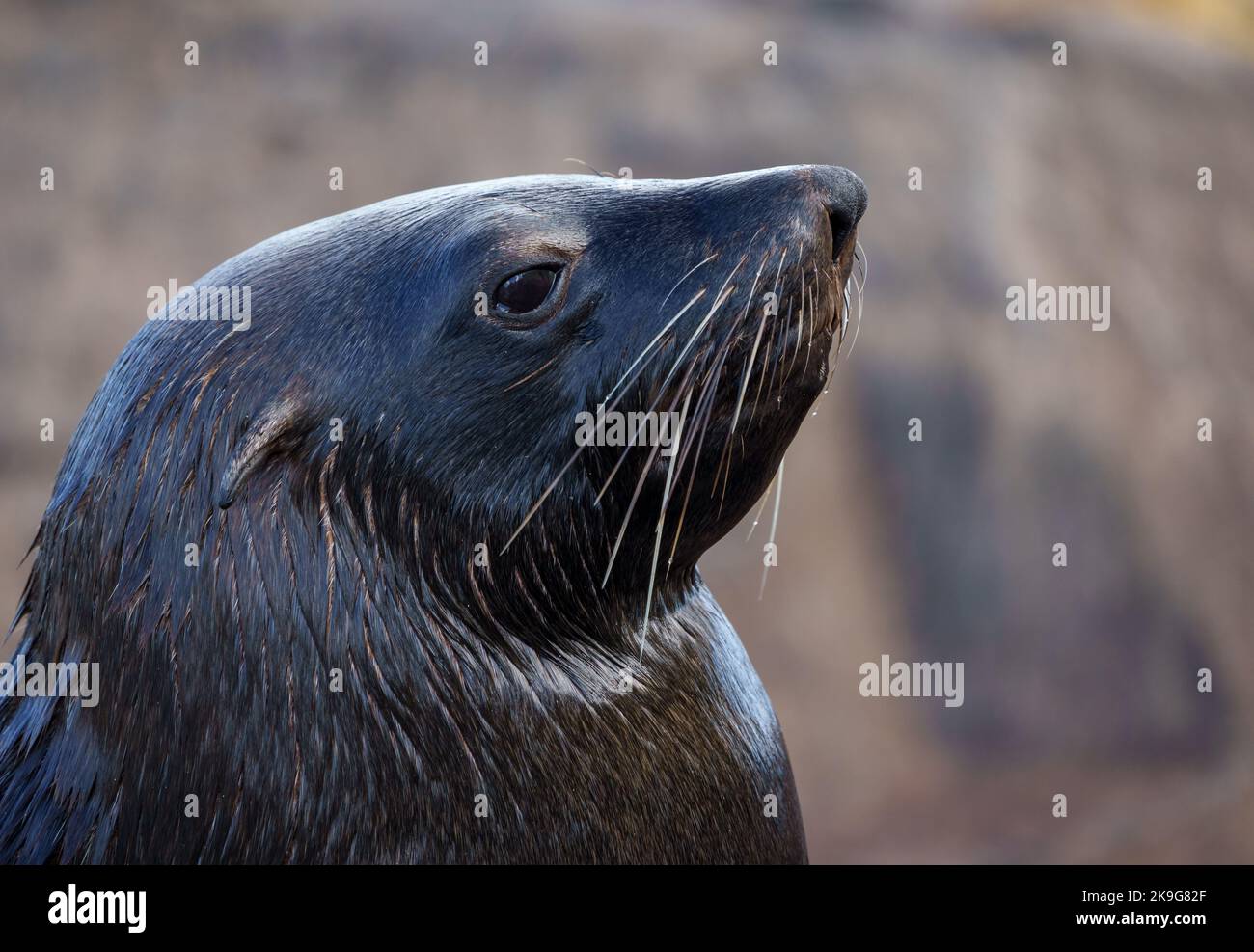 Cape fur seal, South African fur seal, Australian fur seal or brown fur seal (Arctocephalus pusillus). Hout Bay, Cape Town. Western Cape. South Africa Stock Photo