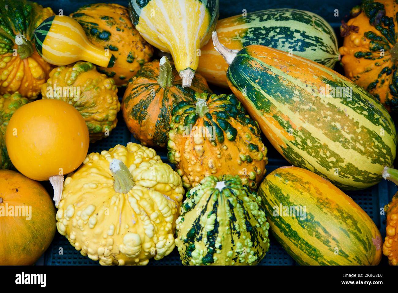 Small decorative and colorful pumpkins for sale on farmers market in autumn. Stock Photo