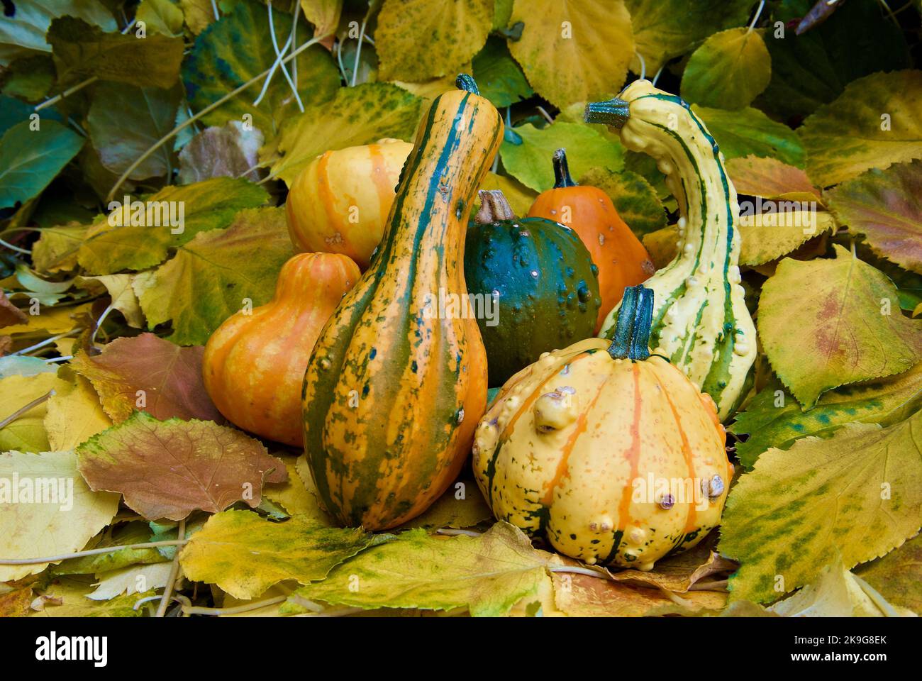 Small colorful pumpkins for decoration among fallen leaves in the garden in autumn. Stock Photo