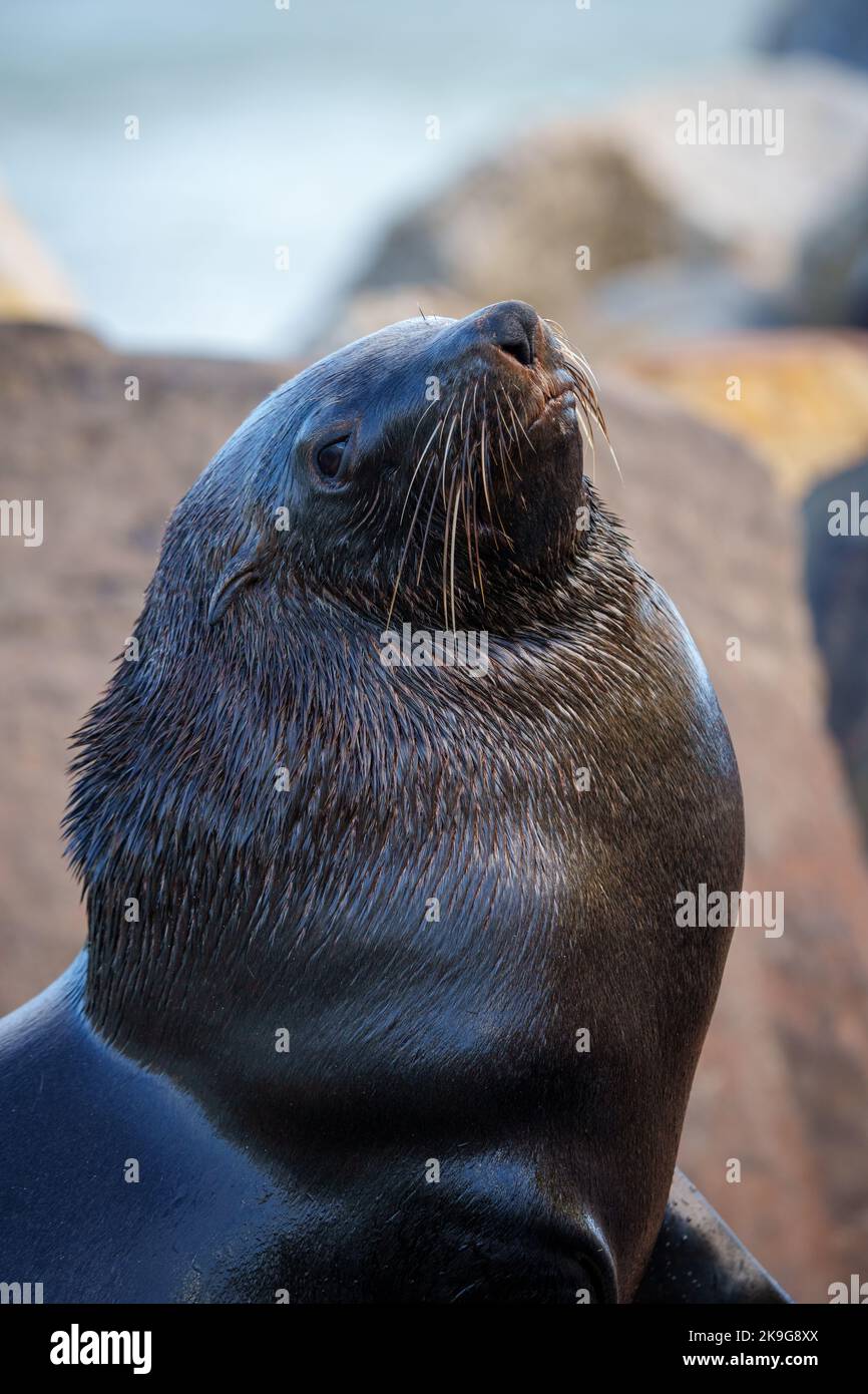 Cape fur seal, South African fur seal, Australian fur seal or brown fur seal (Arctocephalus pusillus). Hout Bay, Cape Town. Western Cape. South Africa Stock Photo