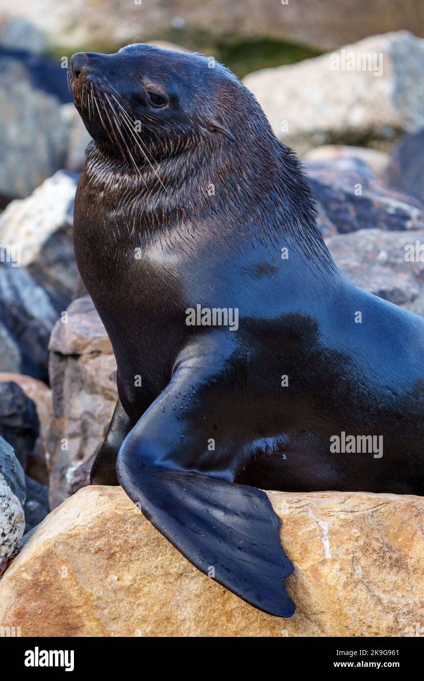 Cape fur seal, South African fur seal, Australian fur seal or brown fur ...