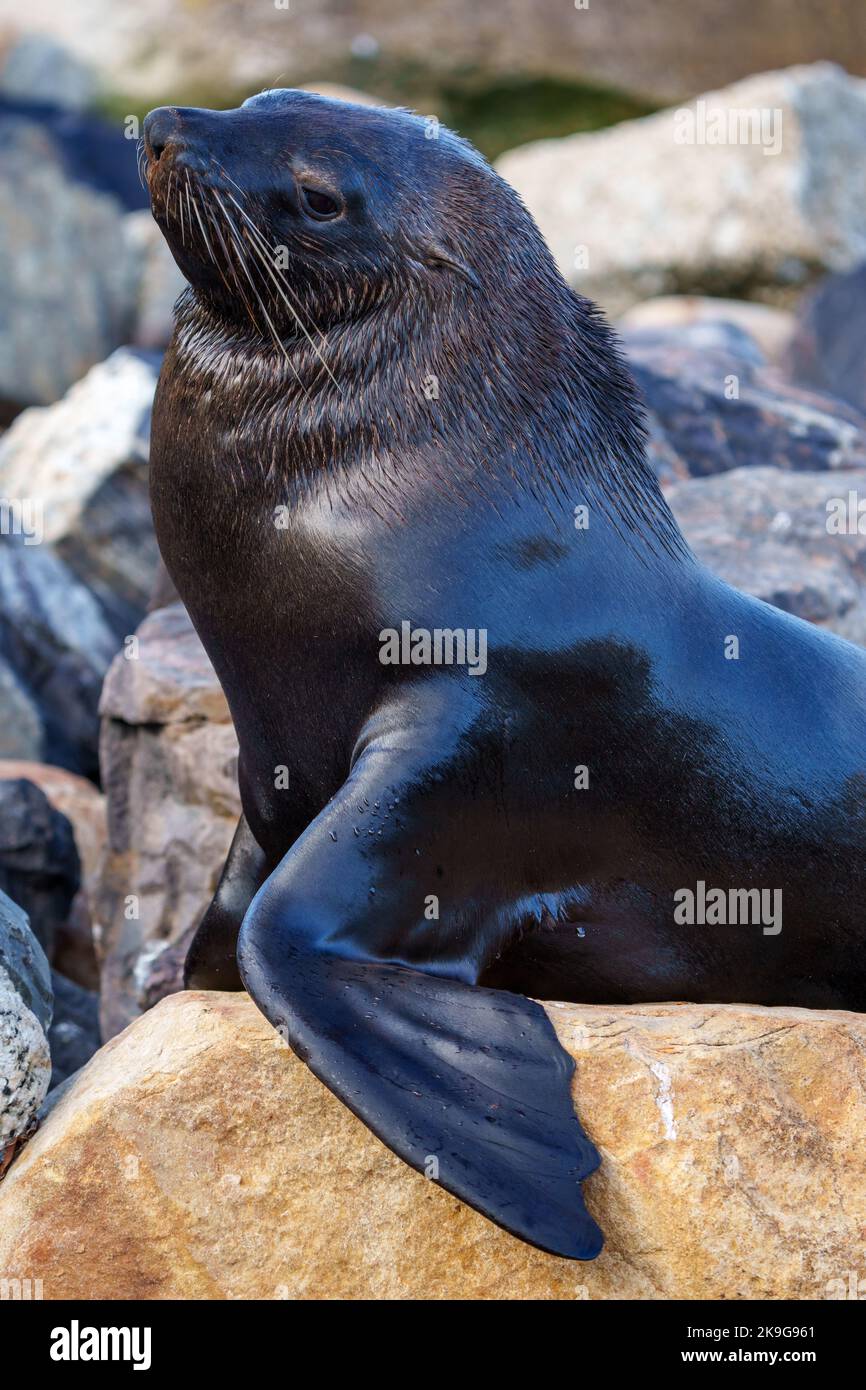 Cape fur seal, South African fur seal, Australian fur seal or brown fur seal (Arctocephalus pusillus). Hout Bay, Cape Town. Western Cape. South Africa Stock Photo