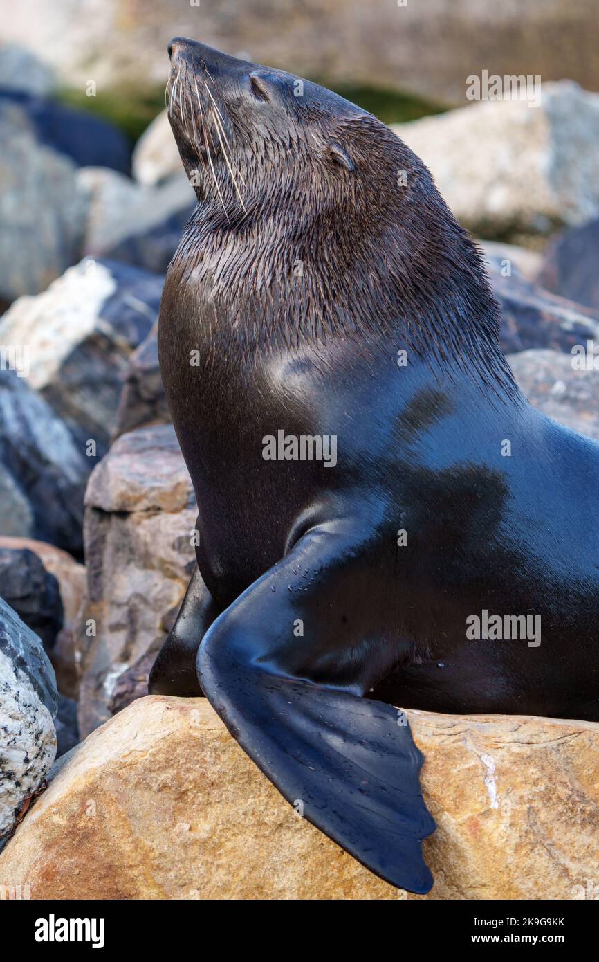 Cape fur seal, South African fur seal, Australian fur seal or brown fur seal (Arctocephalus pusillus). Hout Bay, Cape Town. Western Cape. South Africa Stock Photo