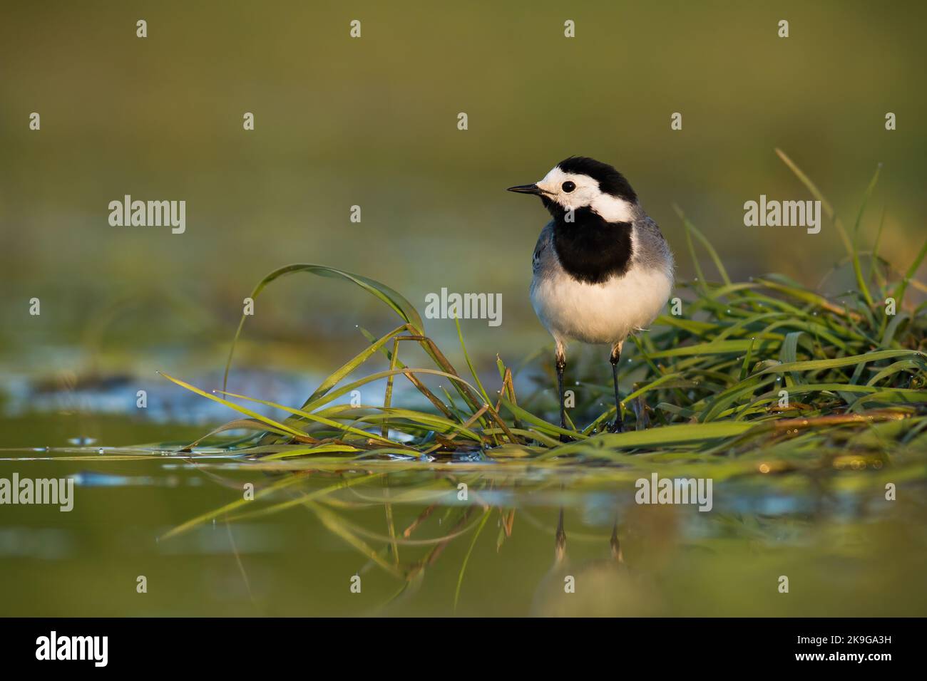 White wagtail looking on grass next to wetland in summer Stock Photo