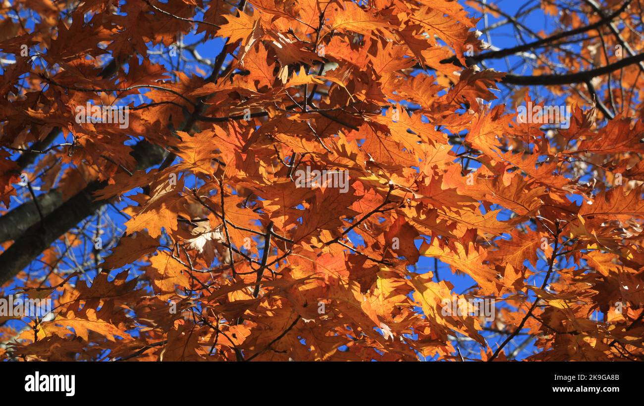 Bright orange autumn leaves of an red oak tree Stock Photo - Alamy