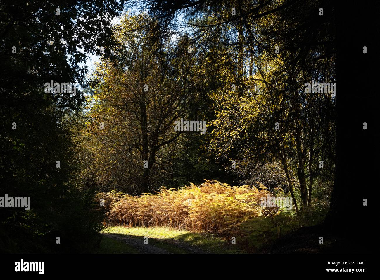 Braan Walk, The Hermitage, Dunkeld, Perthshire, Scotland, UK Stock Photo