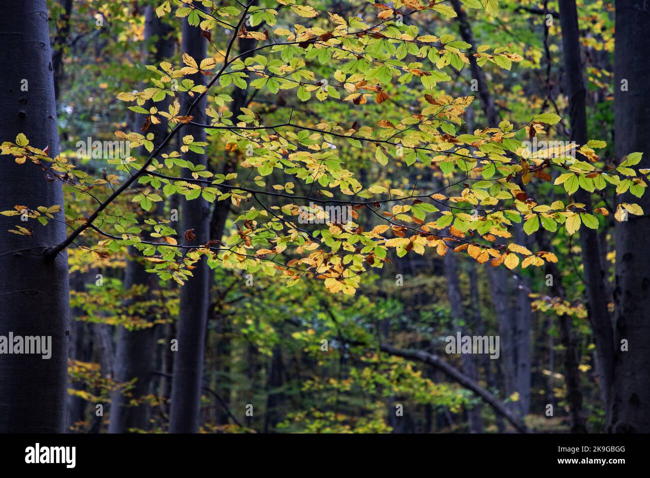 beautiful autumn forest with colorful leaves Stock Photo - Alamy