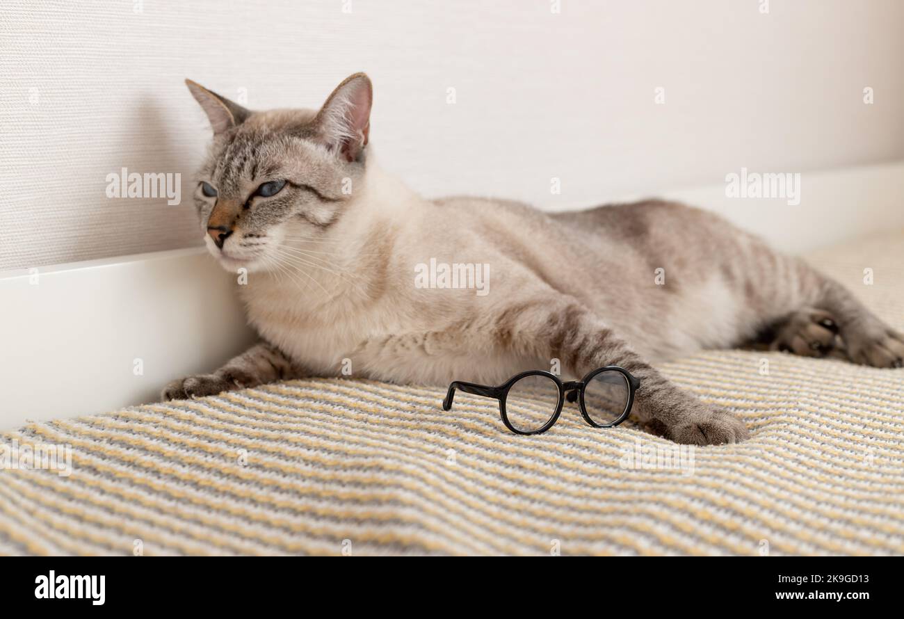 Cute tabby cat sleeping with sunglasses on bed Stock Photo Alamy
