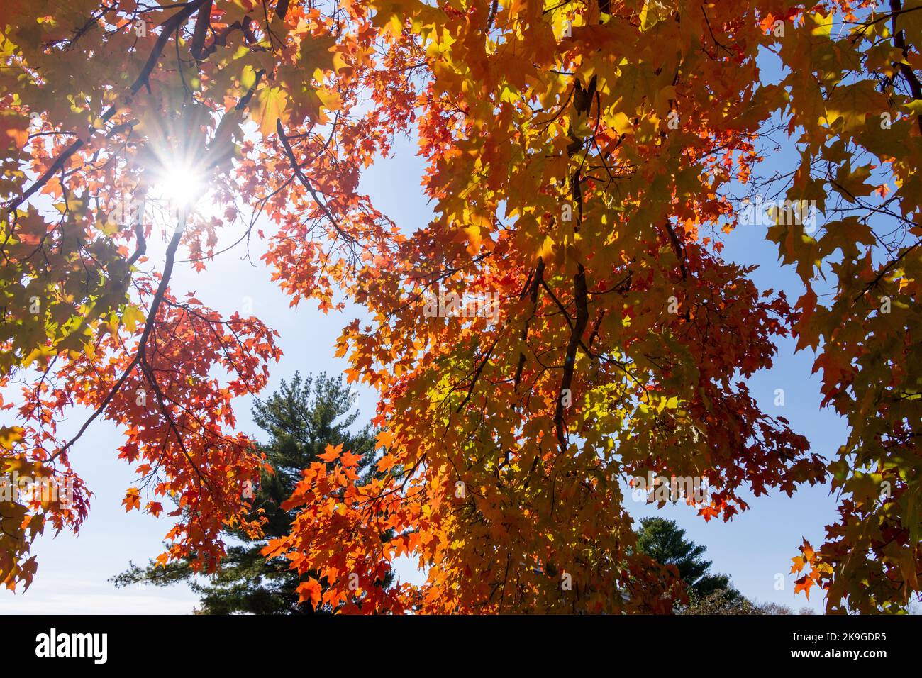 Looking up into maple trees in full fall foliage. Bright sunny day ...