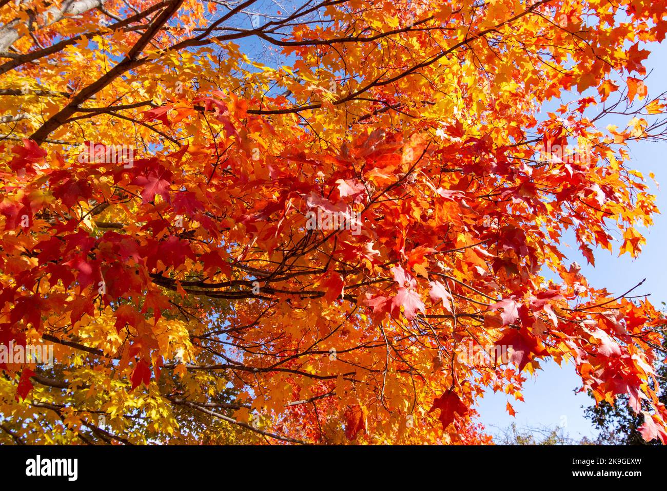 Looking up into maple trees in full fall foliage. Bright sunny day. Stock Photo