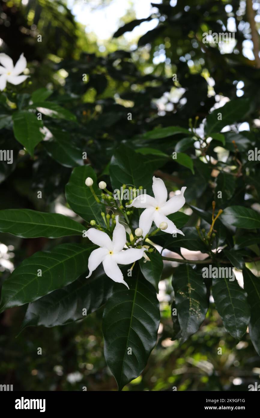 A vertical shot of white Tabernaemontana blossoms surrounded by leaves Stock Photo