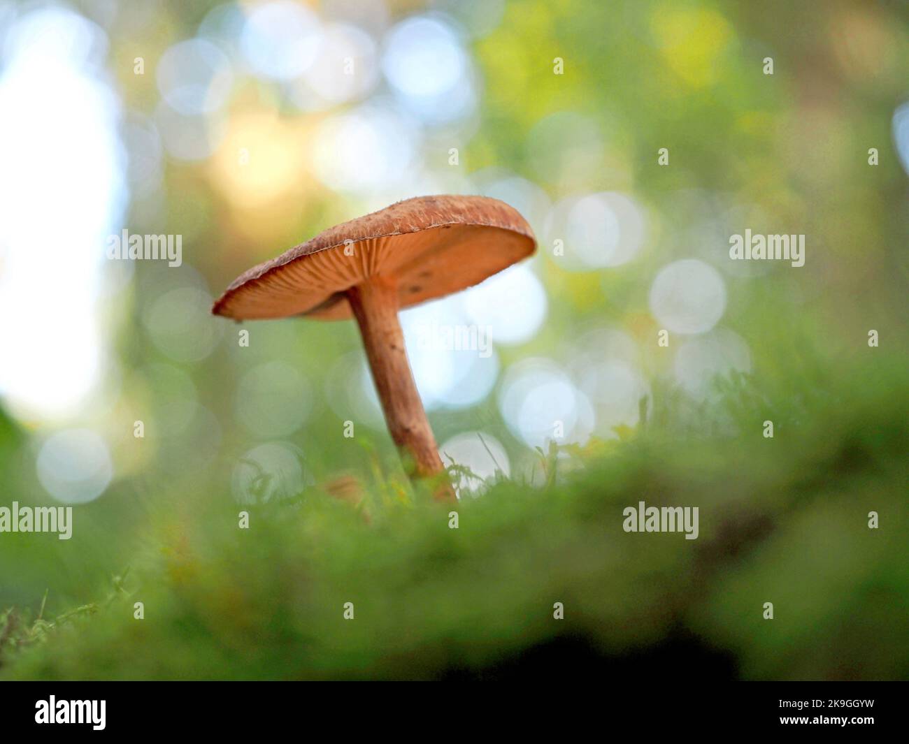 Cortinarius webcam mushroom, Everdon Stubbs, Northamptonshire, UK Stock Photo