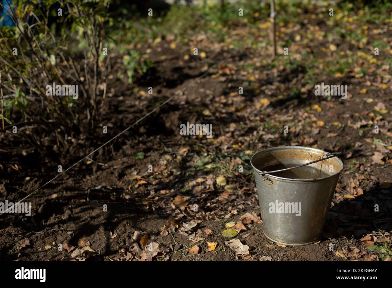 Bucket of water in garden. Steel bucket in autumn. Water for watering plants. Garden tool Stock