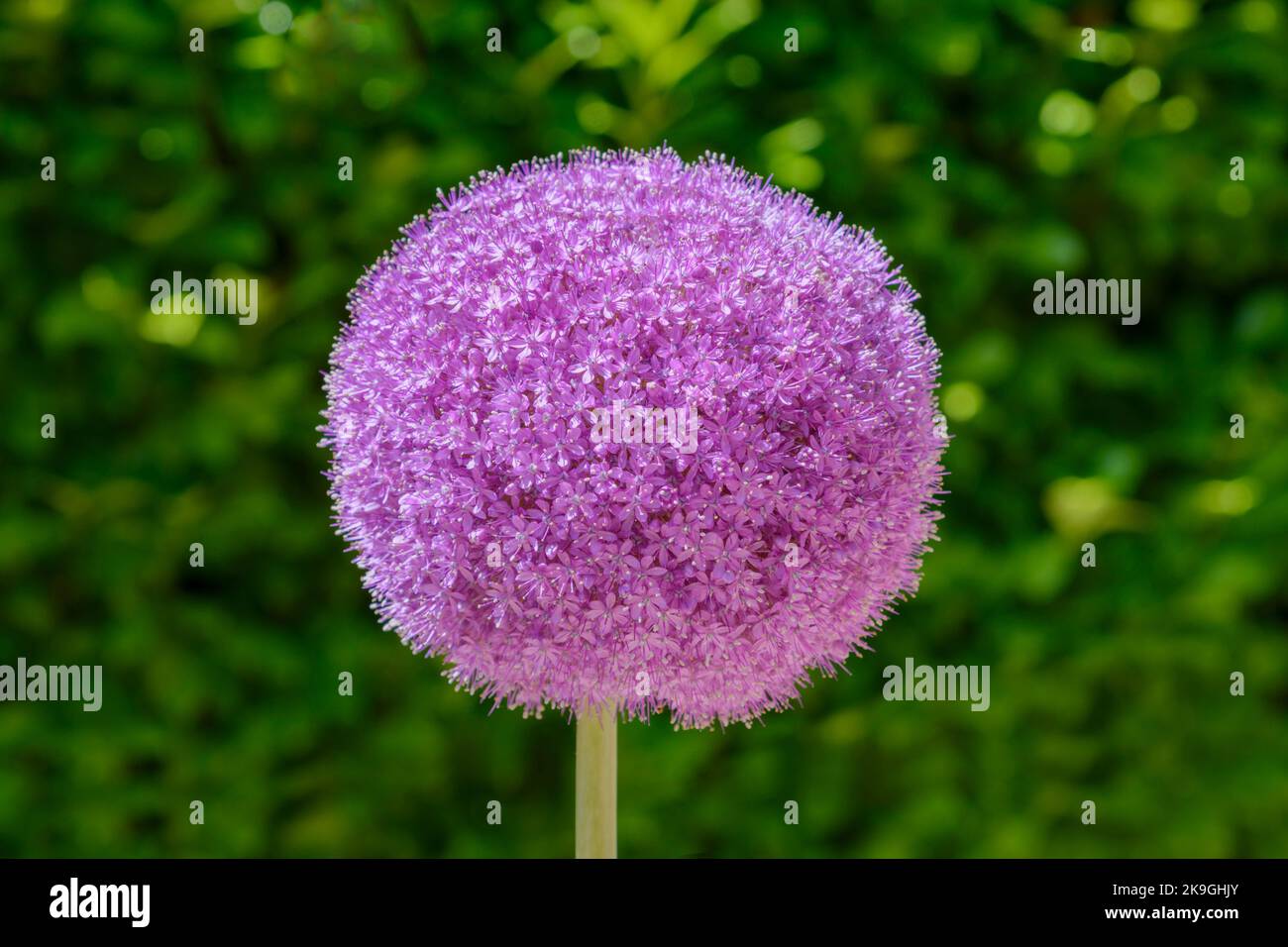 Purple Allium giganteum or giant onion isolated against green foliage Stock Photo