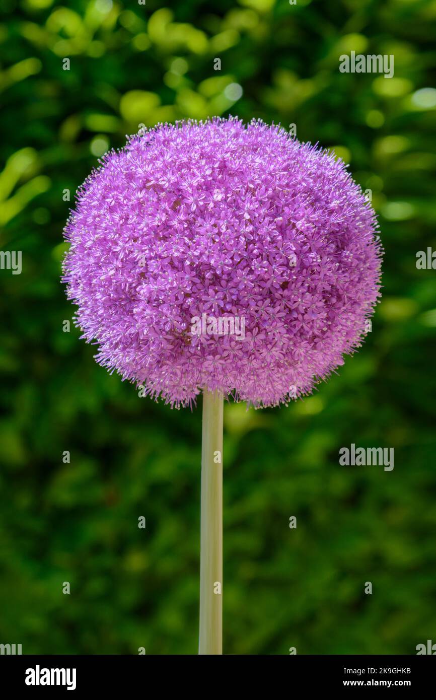 Purple Allium giganteum or giant onion isolated against green foliage