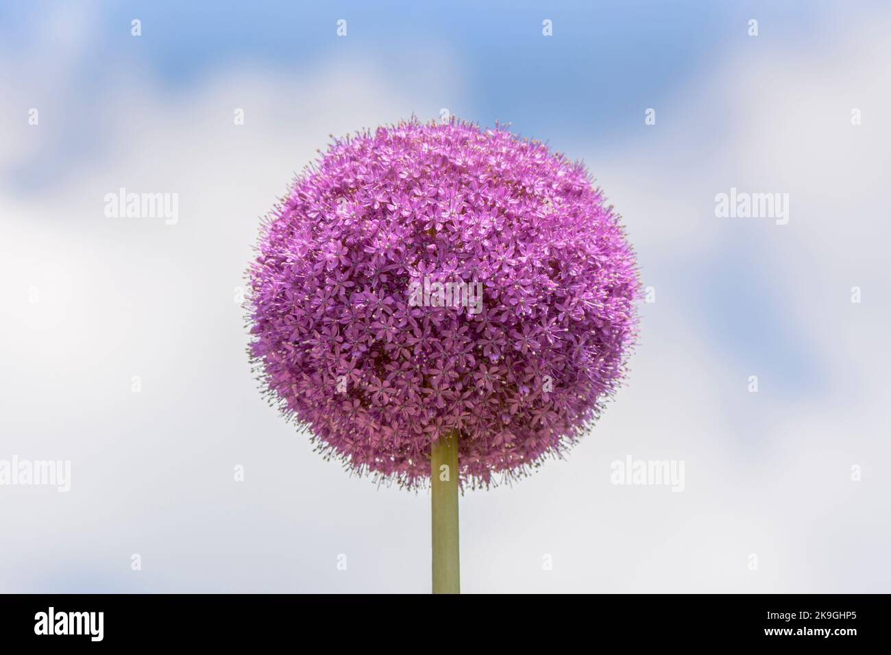 Purple Allium giganteum or giant onion isolated against a diffuse cloudy sky Stock Photo