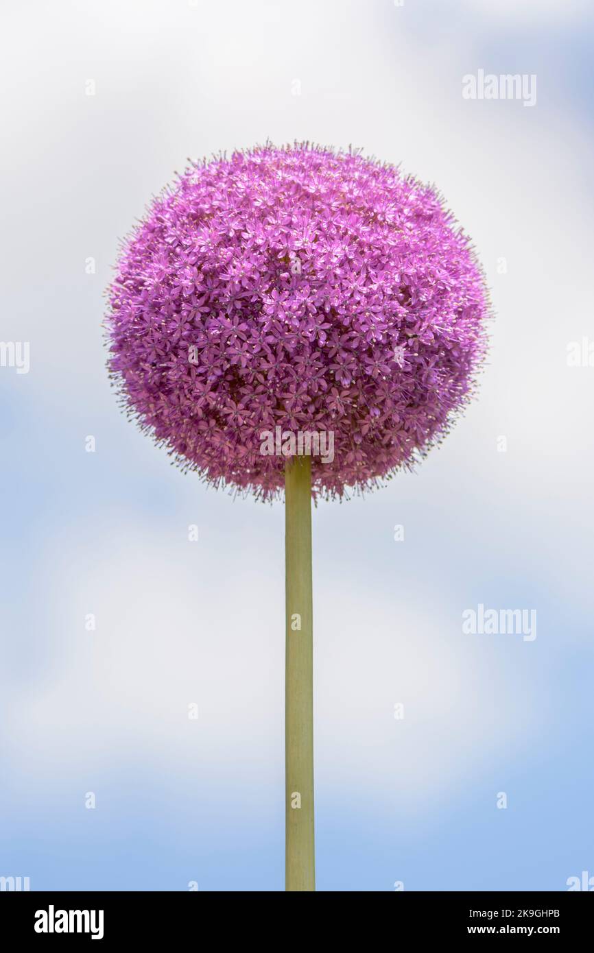 Purple Allium giganteum or giant onion isolated against a diffuse cloudy sky Stock Photo