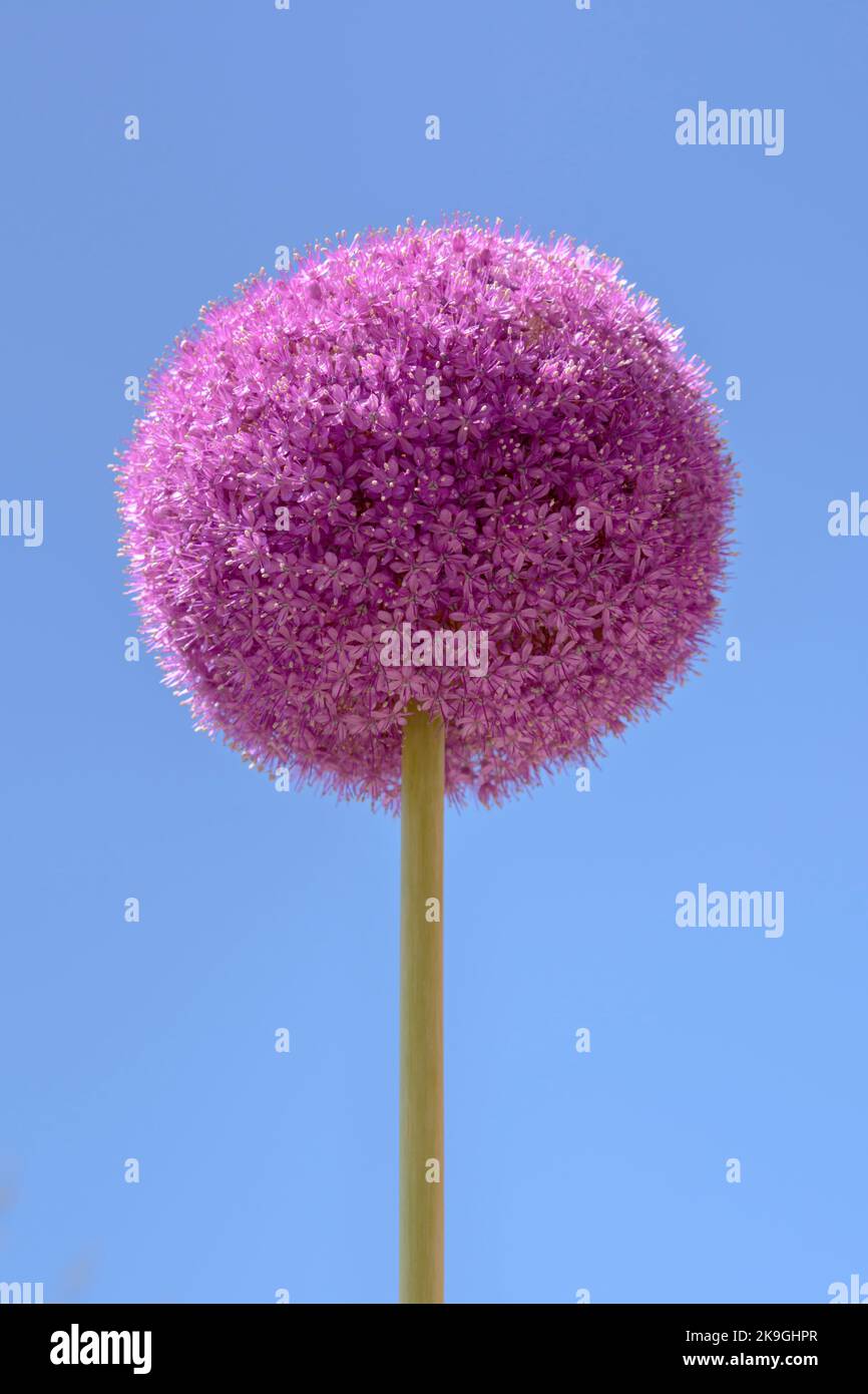 Purple Allium giganteum or giant onion isolated against a cloudless clear blue sky Stock Photo