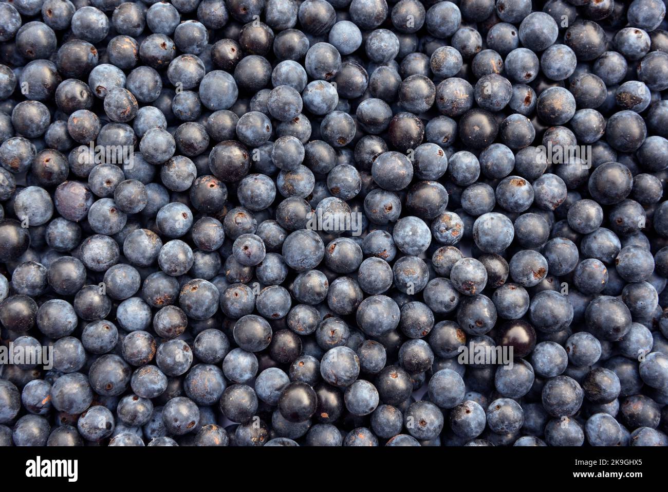 Sloe berries, the fruit of blackthorn bushes (Prunus spinosa), are used for making sloe gin after the first frost of winter Stock Photo