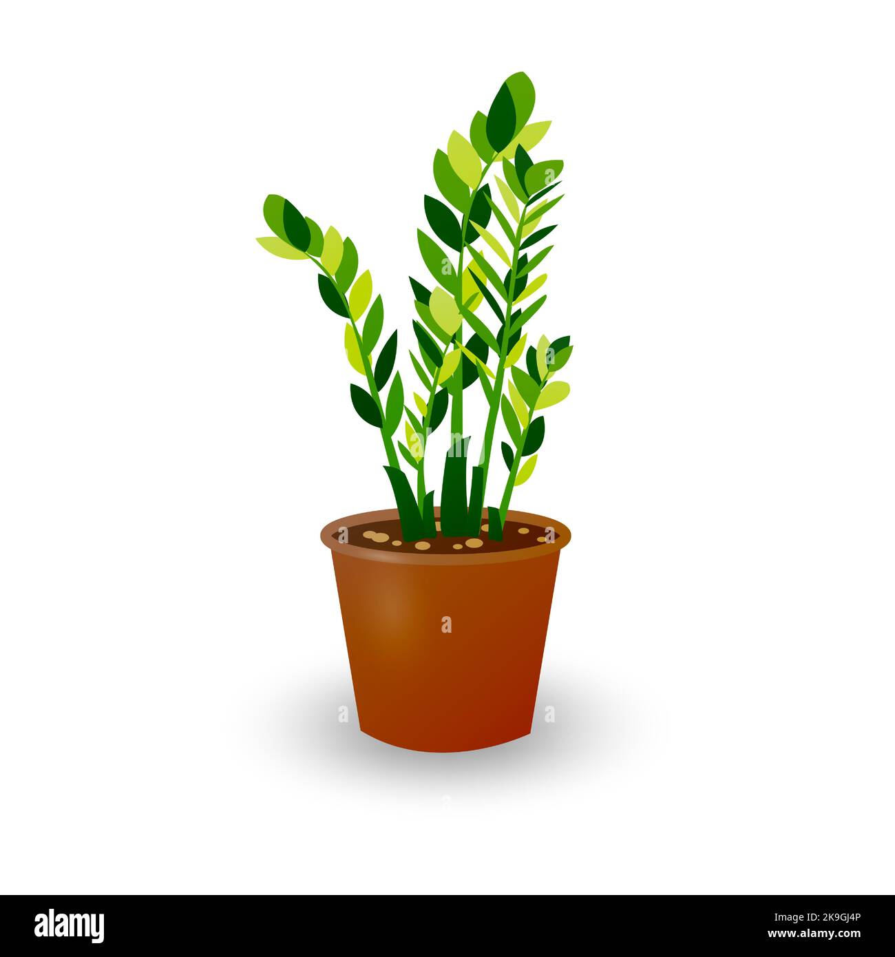 Zamiokulkas Dollar Tree in pot isolated on white background. Houseplant in a pot for room decoration. Vector illustration of green plant for home and Stock Vector