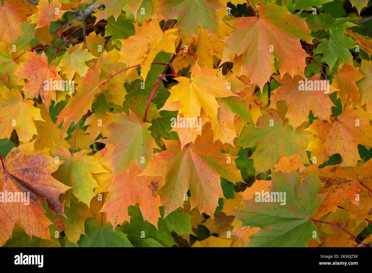 Maple Leaves in Autumn Stock Photo
