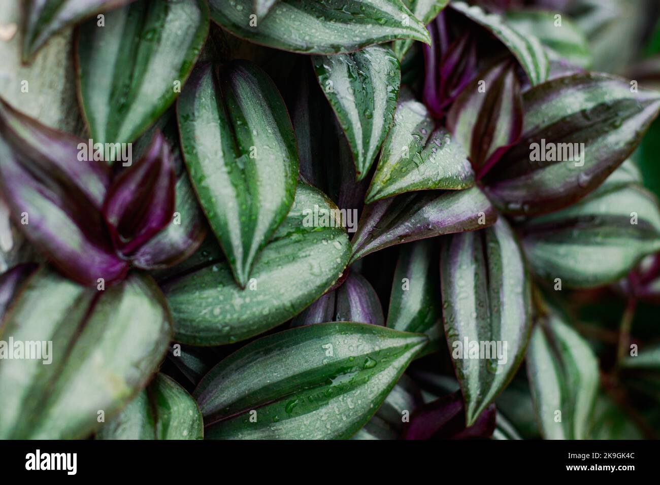 Close up texture and pattern of the colorful leaves of Tradescantia zebrina or inchplant Stock Photo