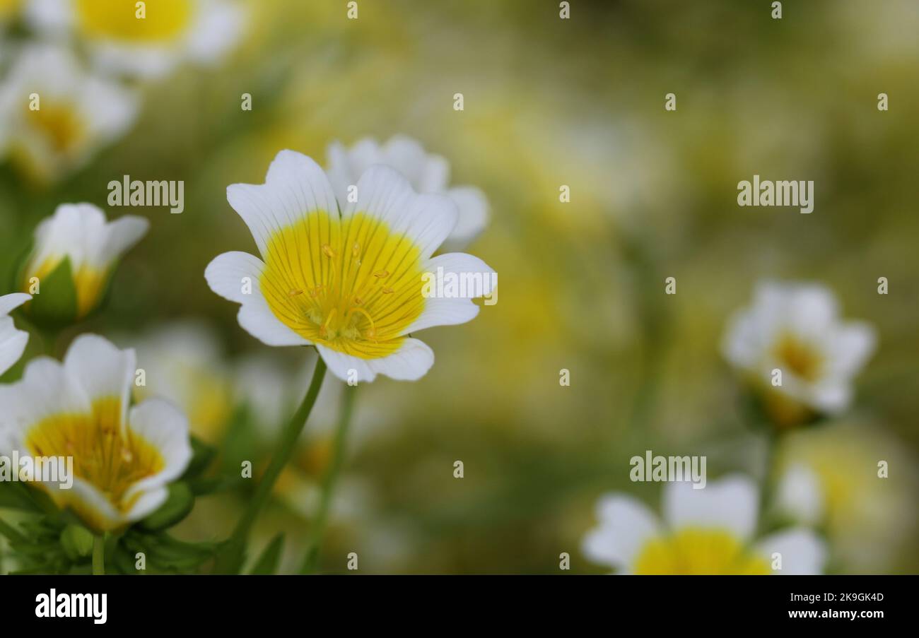 Poached Egg flower plant in bloom Stock Photo