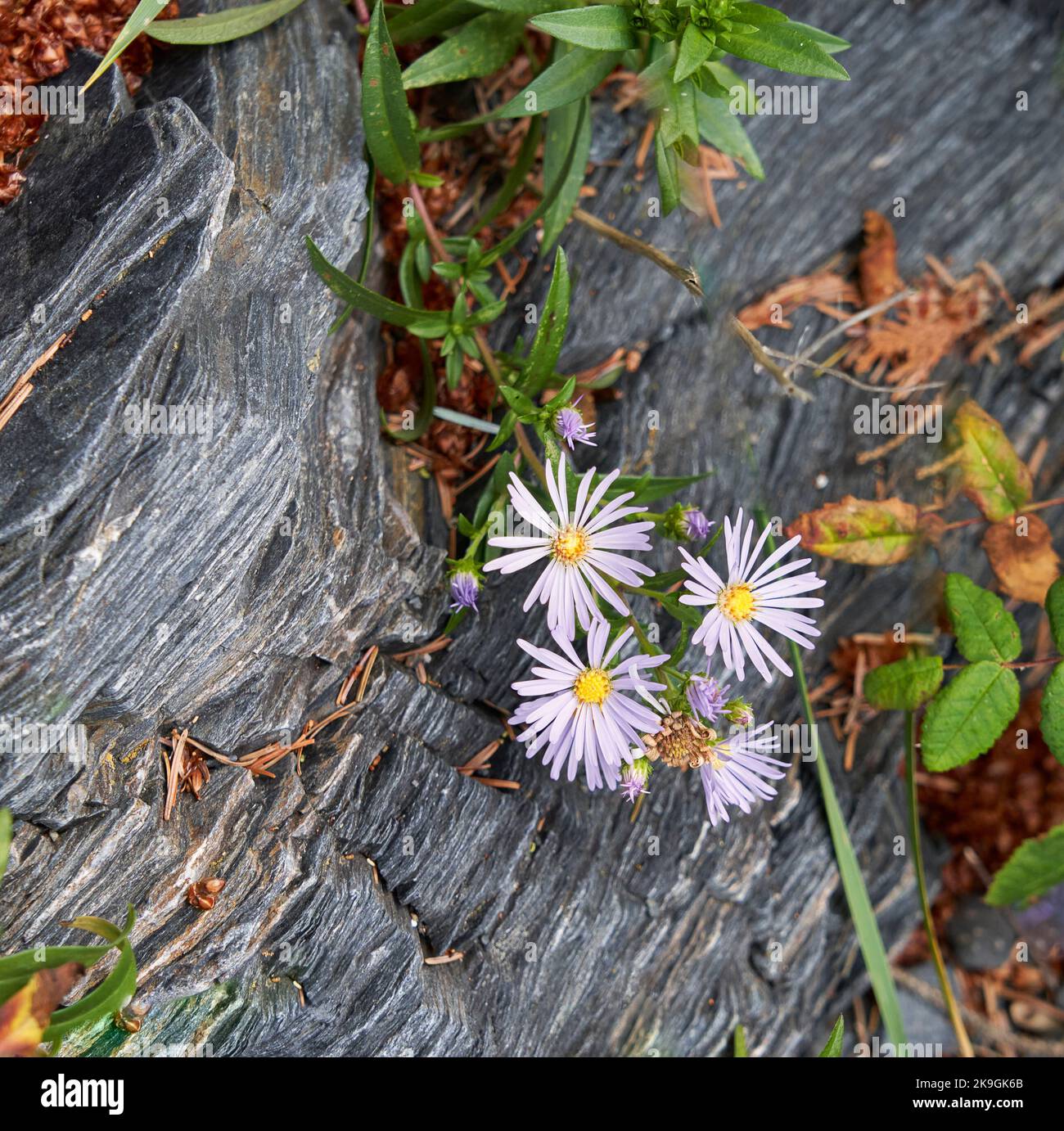 Tiny stubborn daisy-like white and purple flowers growing on a log at an ocean beach. Stock Photo