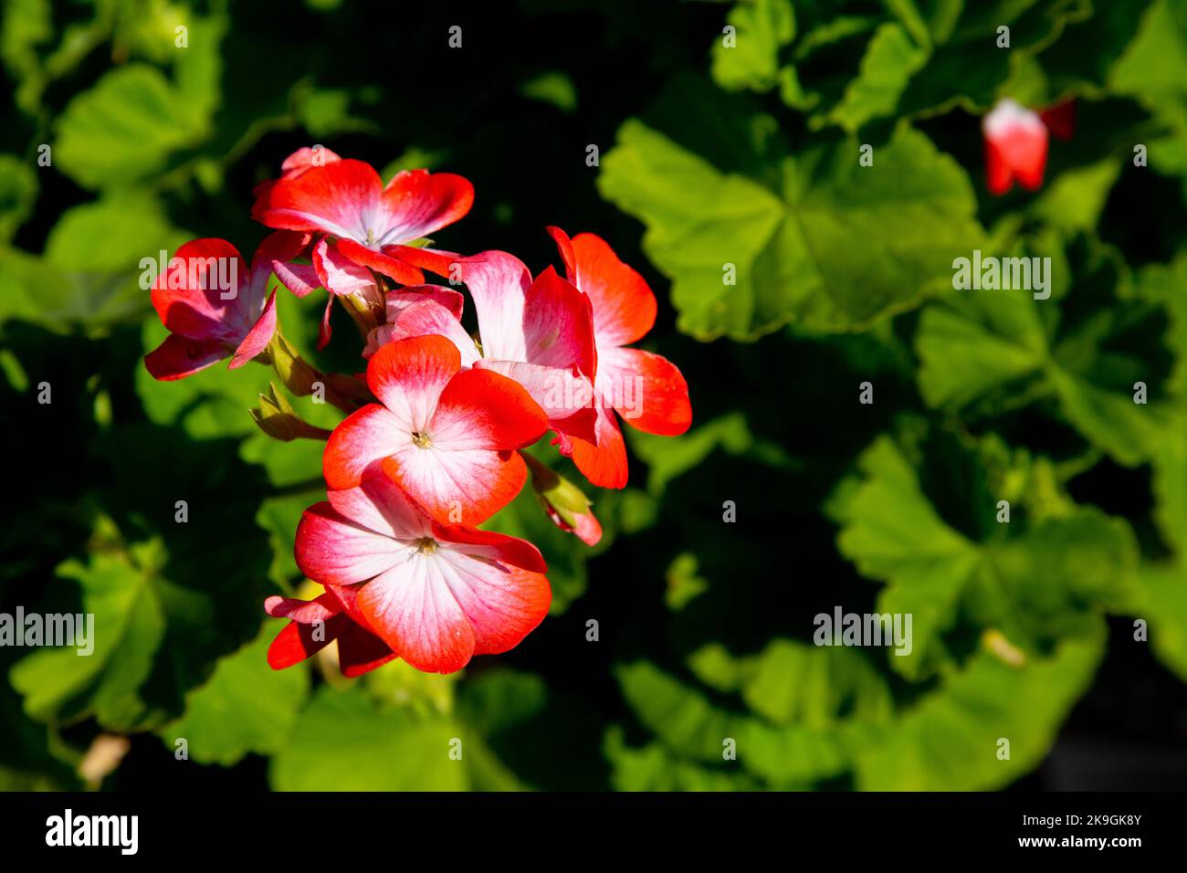Geranium Flowers - Pink and white Stock Photo