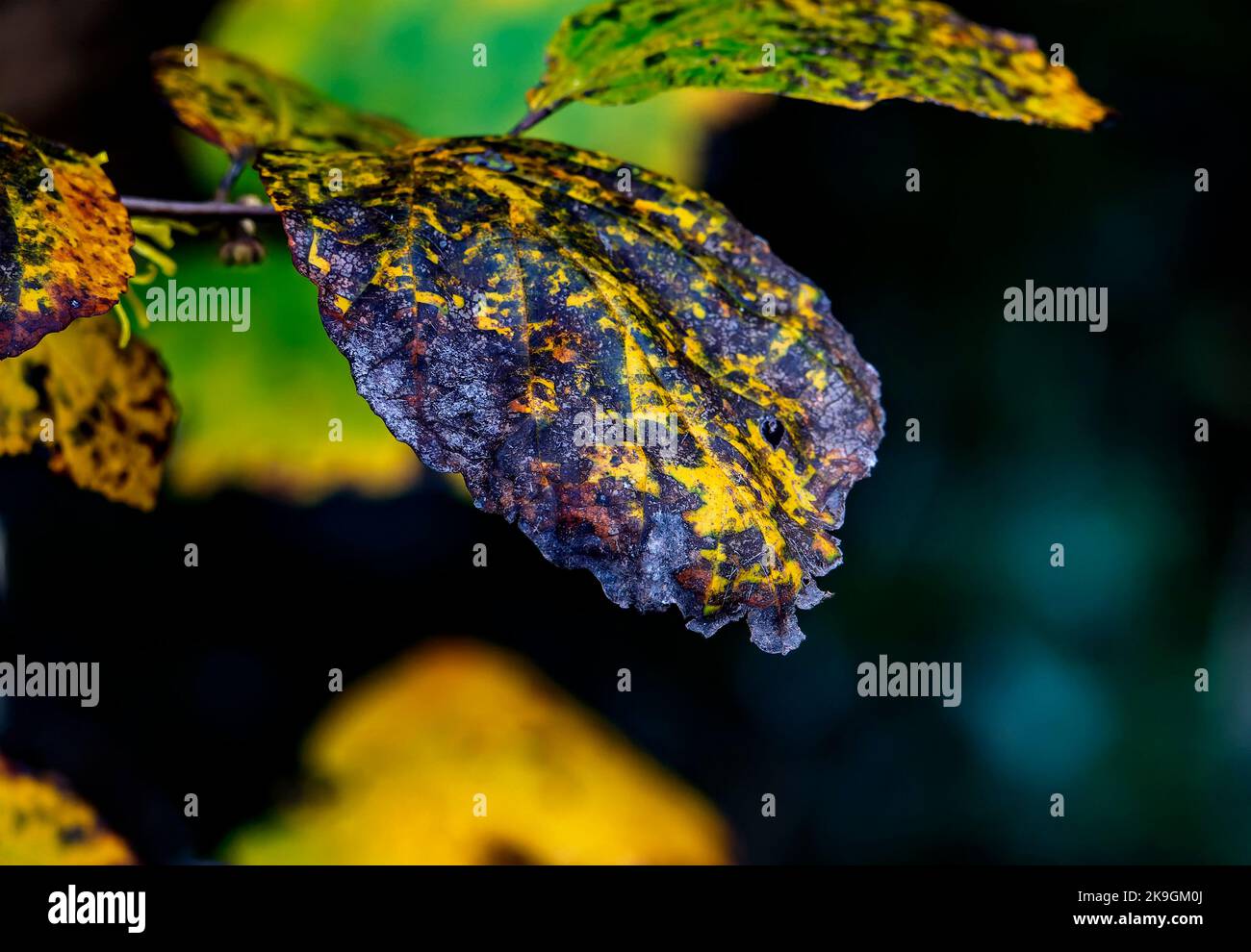 Mottled leaves hi-res stock photography and images - Alamy