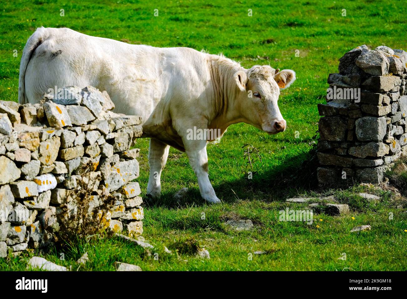 Frankreich, La Hague, 20.09.2022: ein Rind auf einem durch Natursteinmauern parzellierten Feld in Goury auf der Halbinsel Cotentin an der franzoesisch Stock Photo