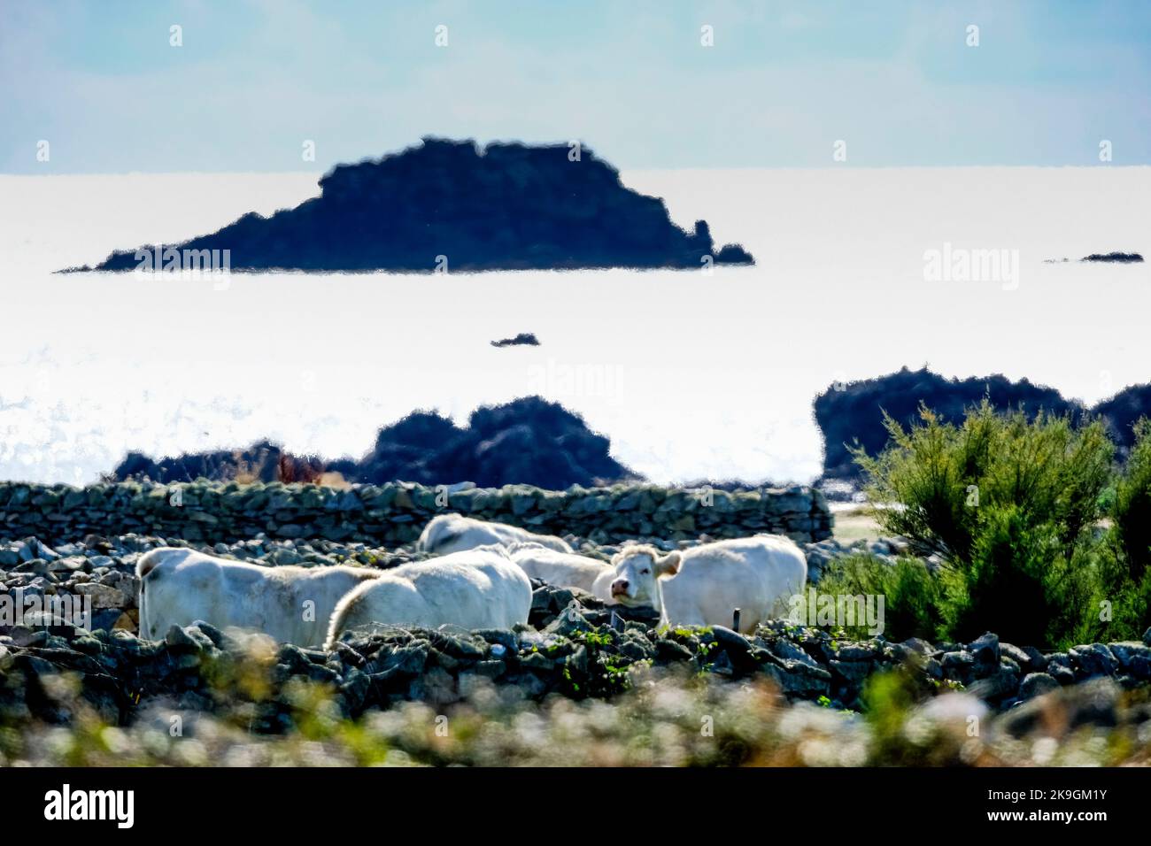 Frankreich, La Hague, 20.09.2022: Rinder weiden auf den durch Natursteinmauern parzellierten Feldern am Meer in Goury auf der Halbinsel Cotentin an de Stock Photo