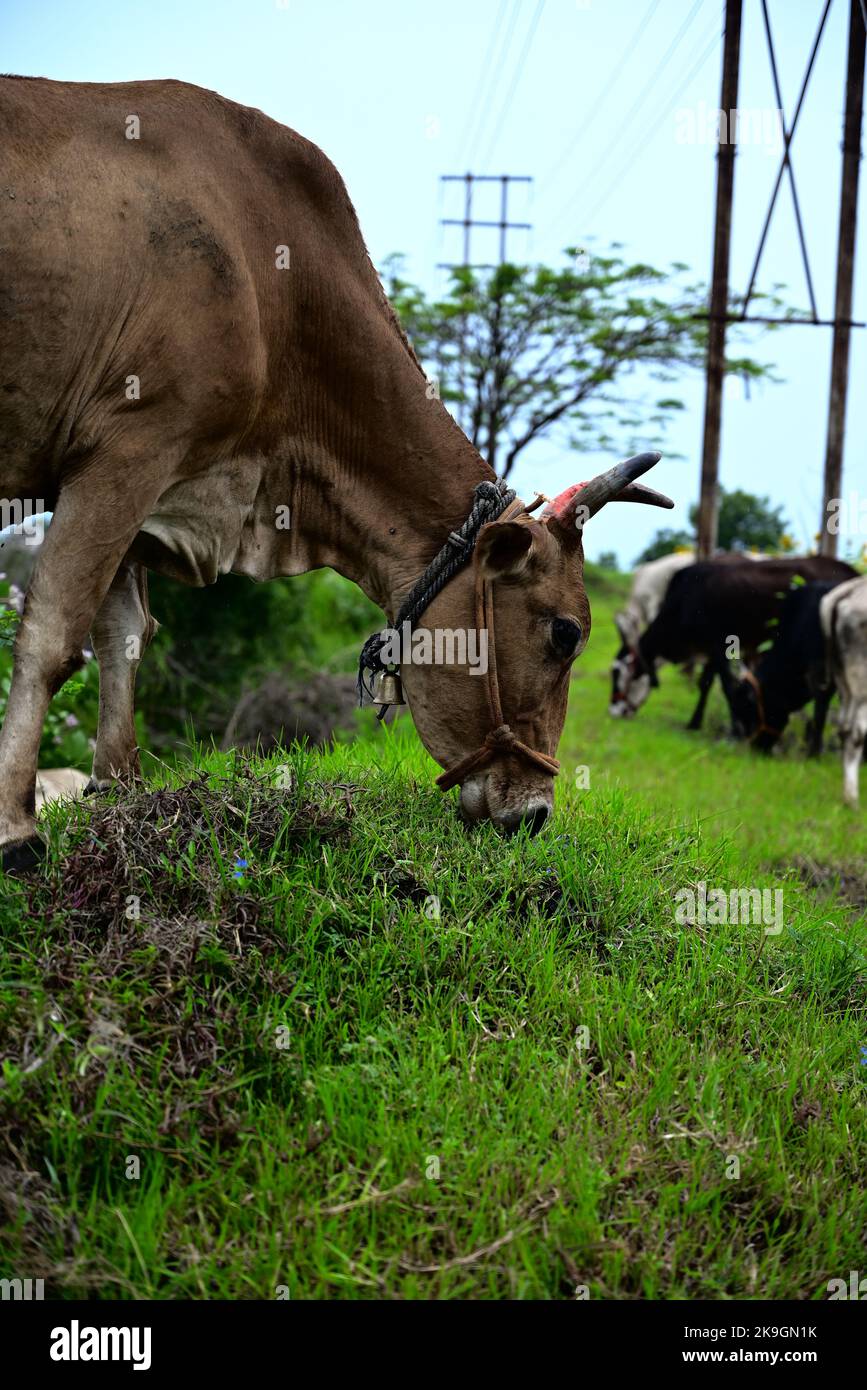A vertical shot of the cattle grazing in the green meadow Stock Photo ...