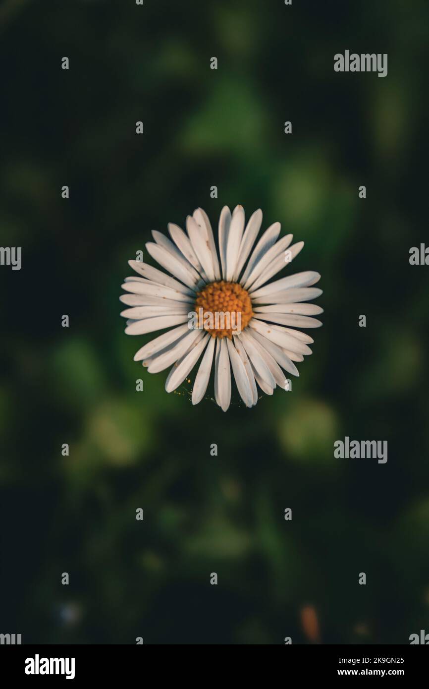 A vertical closeup of a daisy on a green blurry background. Bellis perennis. Stock Photo