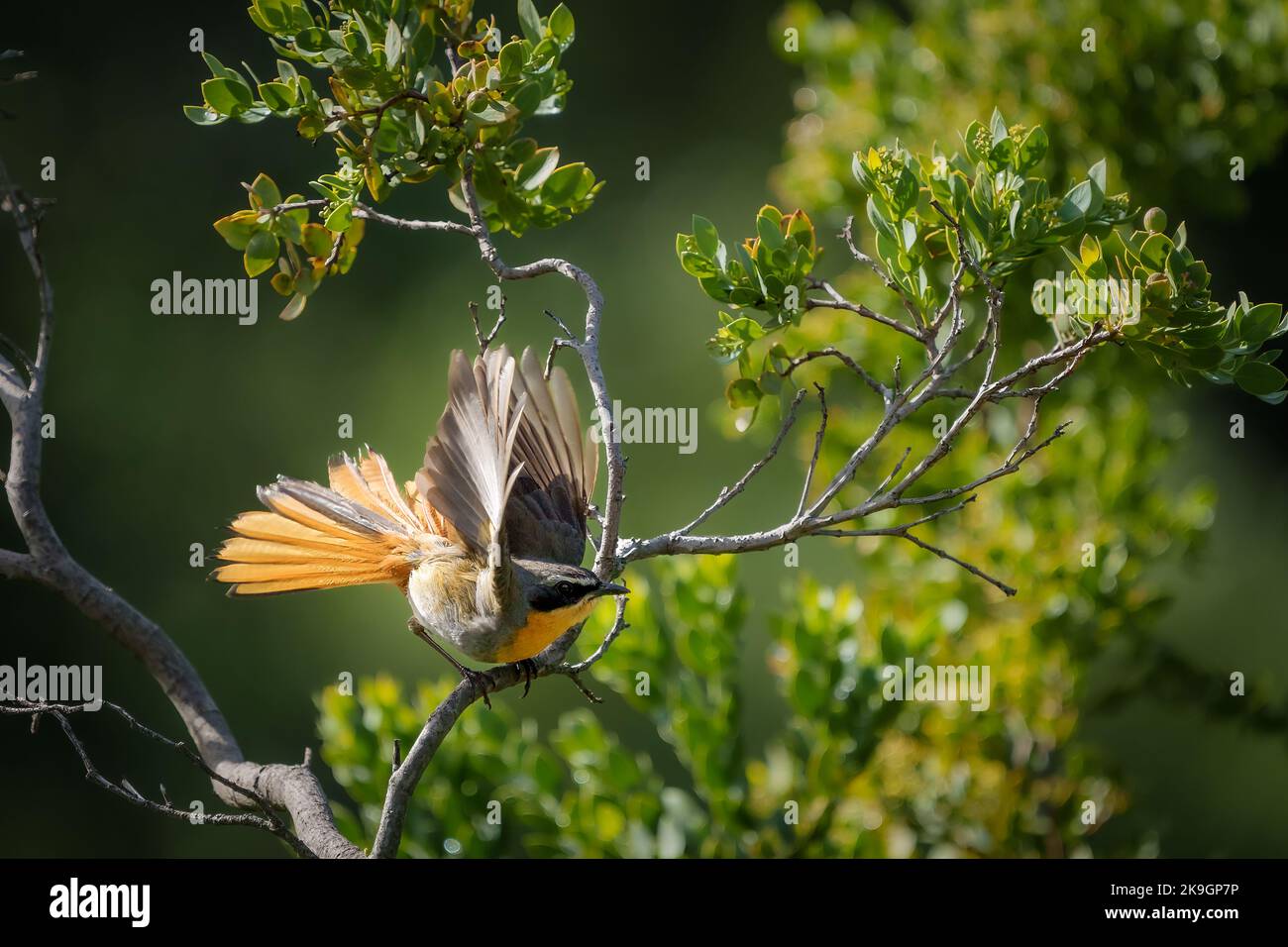 Cape robin-chat (Cossypha caffra). Cape Town. Western Cape. South Africa Stock Photo