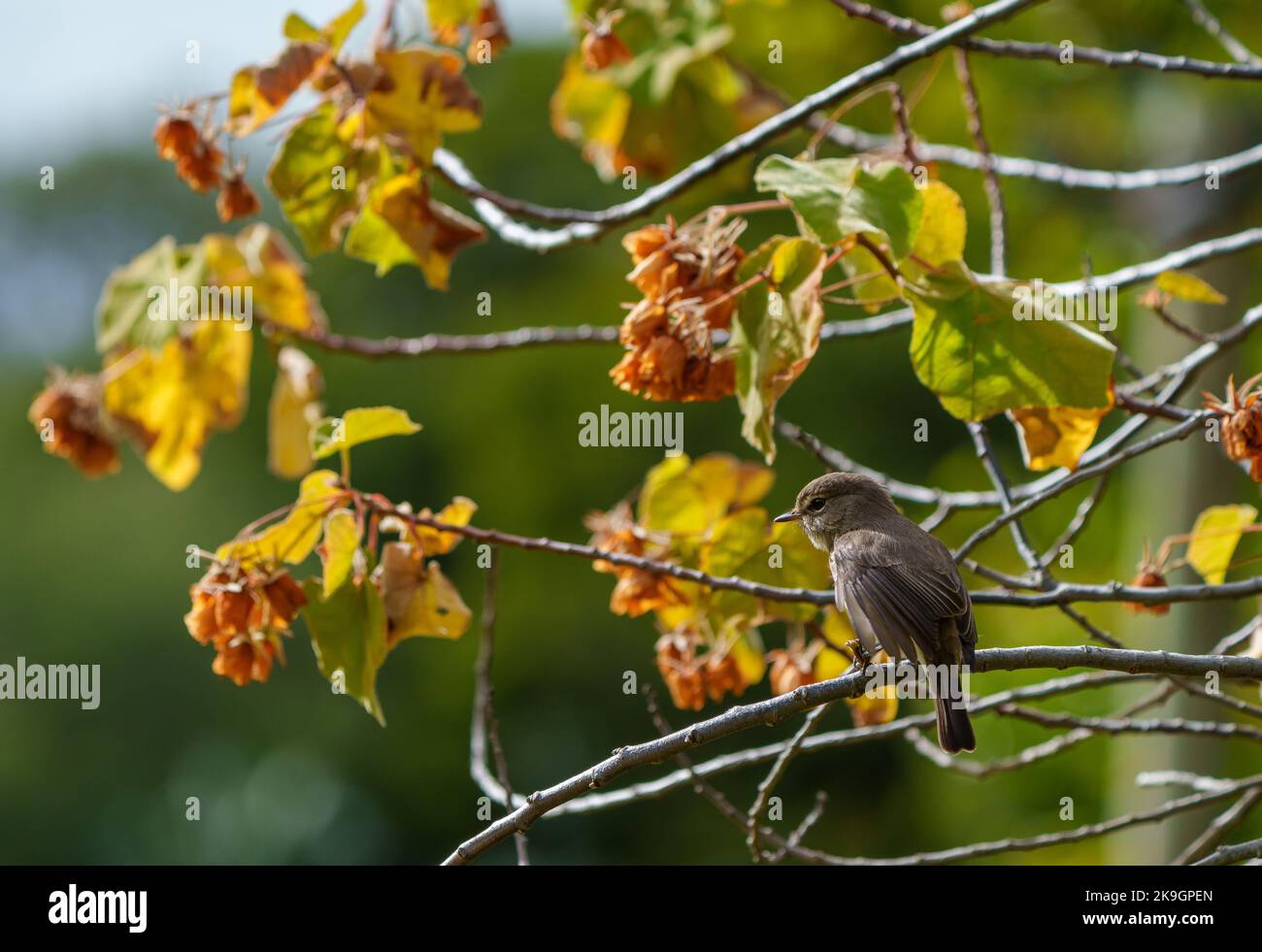 African dusky flycatcher (Muscicapa adusta) perchased on a tree branch. Cape Town, Western Cape. South Africa Stock Photo