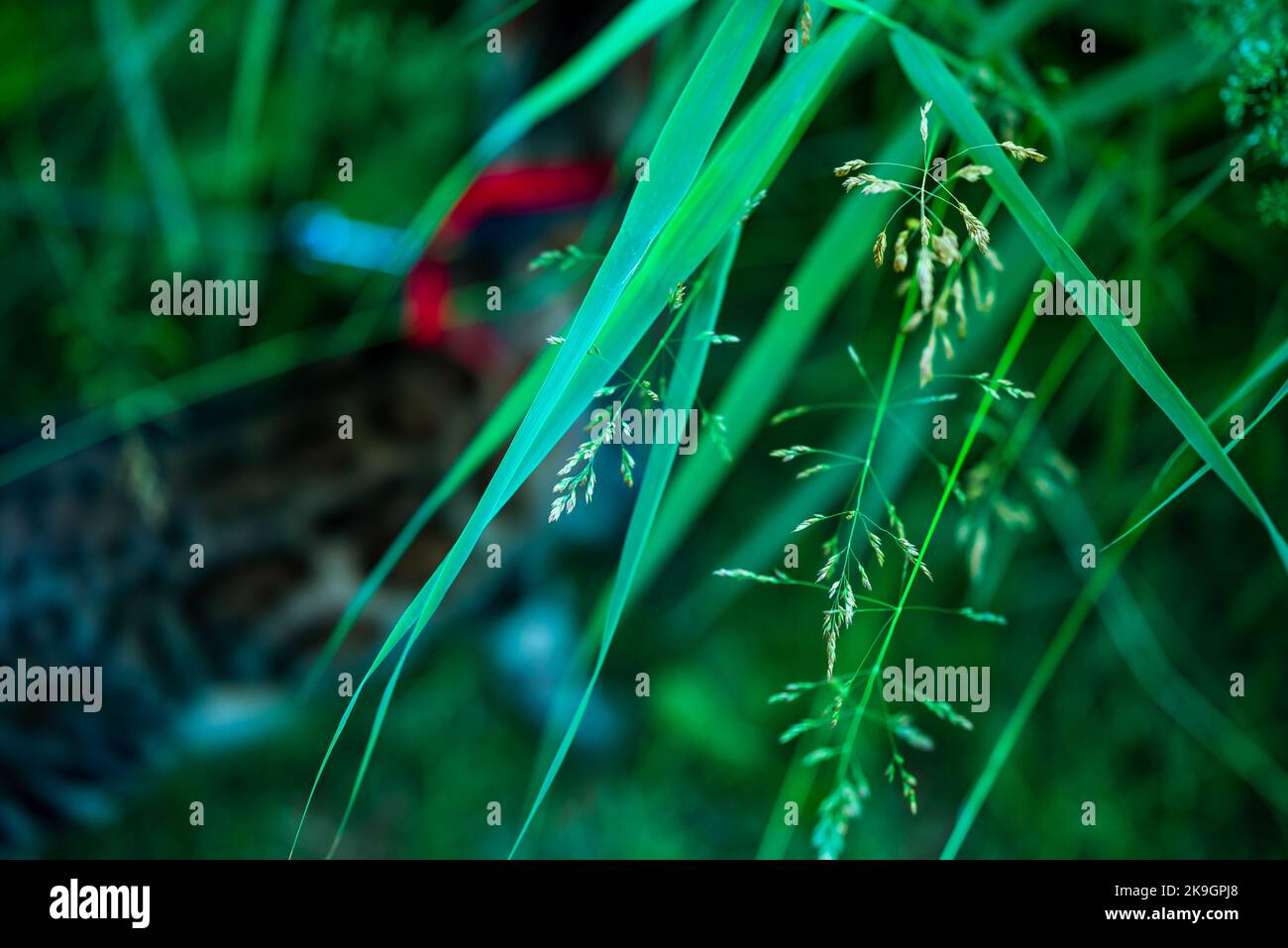 A closeup of Calamagrostis arundinacea plant straws captured against grass Stock Photo