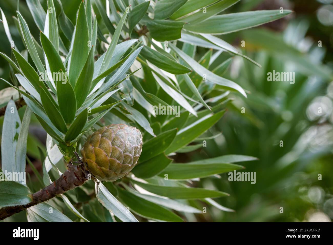 Silver tree or silver leaf tree (Leucadendron argenteum) showing the