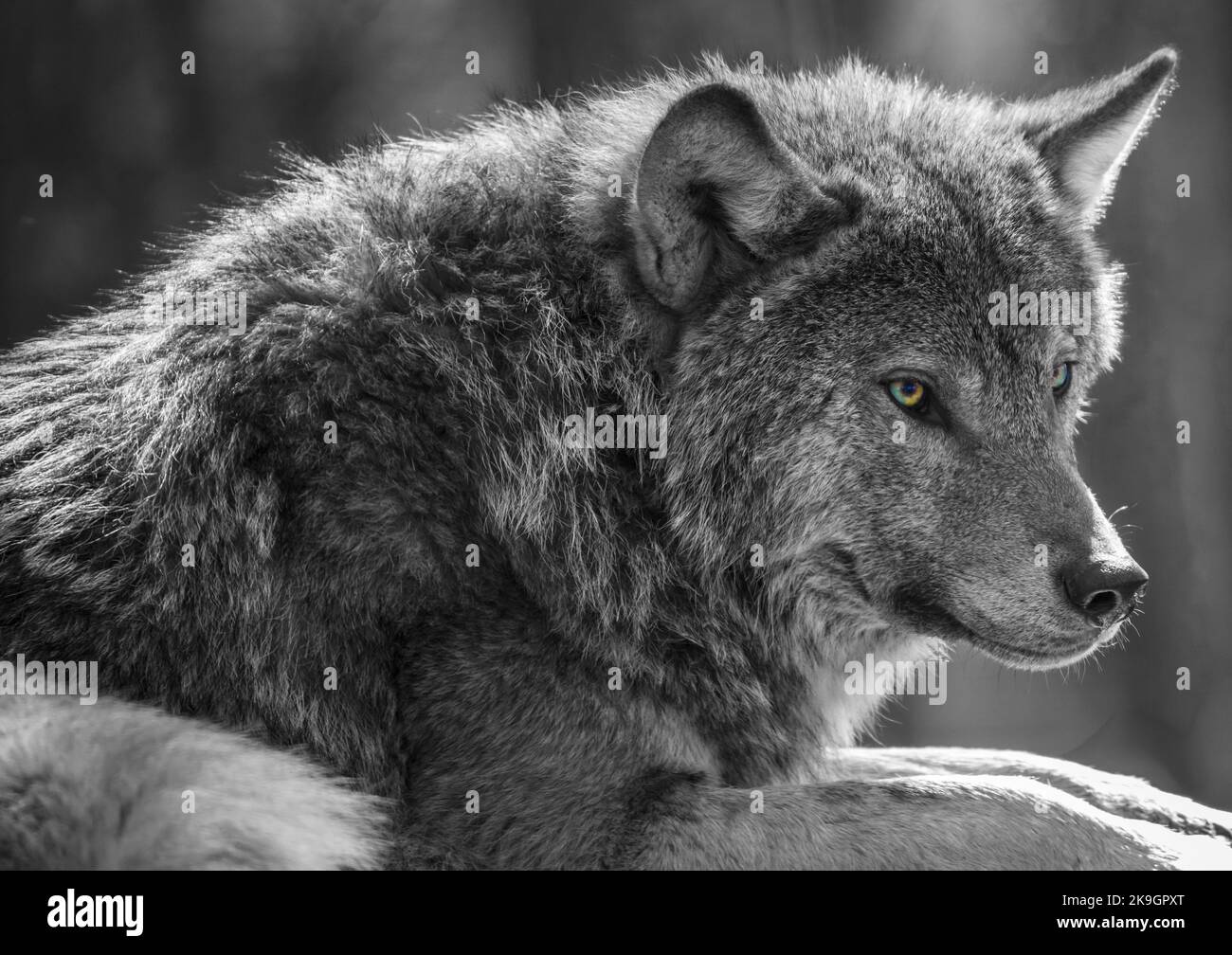 A Wolf is watching you. Stock Photo