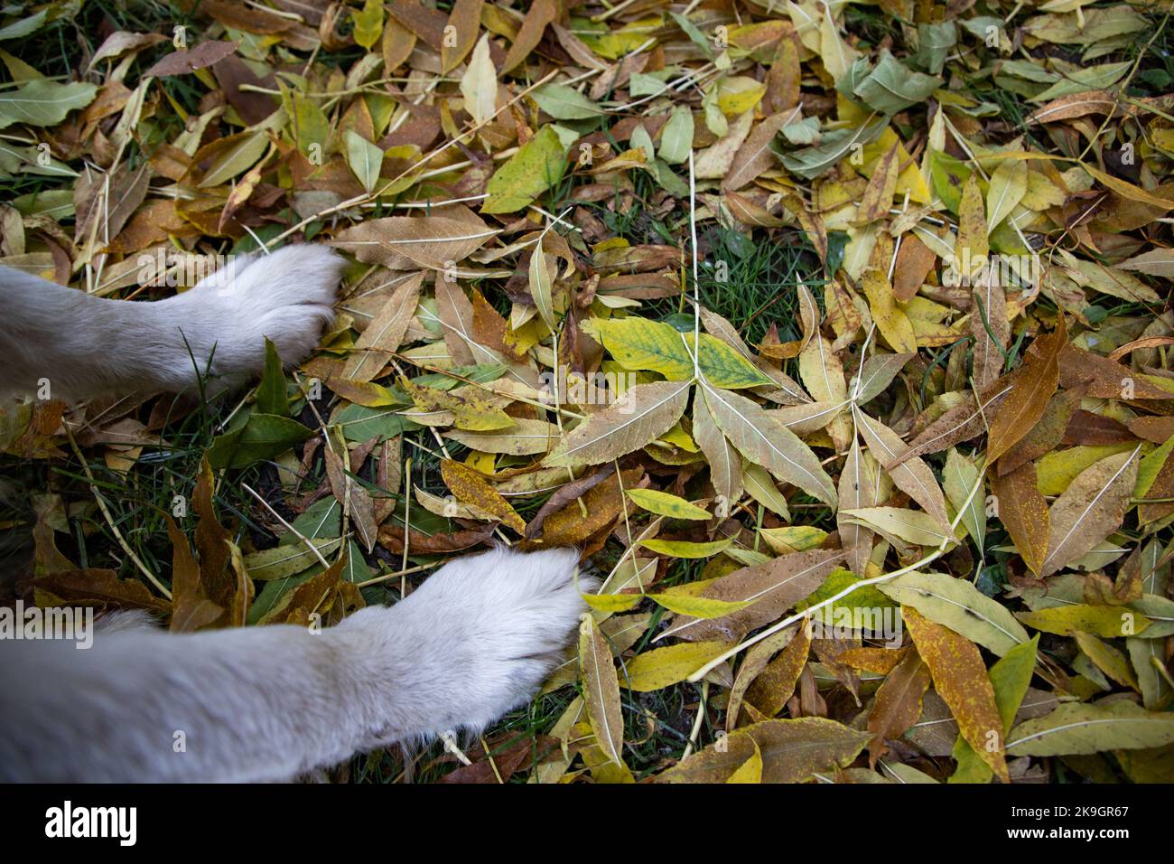 dog paws in colorful autumn foliage Stock Photo Alamy