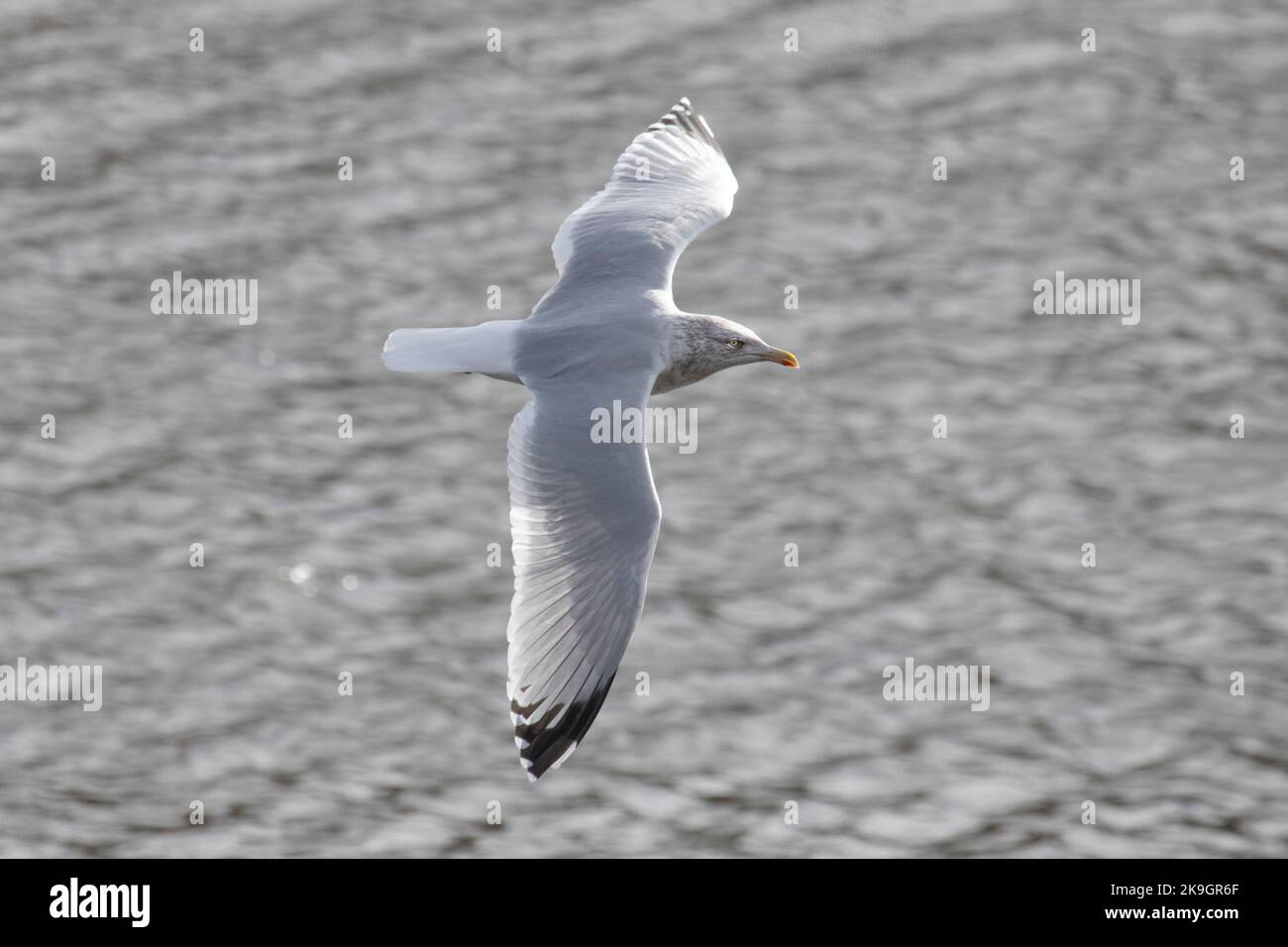 A Herring Gull flying over Whitby Harbour in North Yorkshire, 26th October 2022 Stock Photo