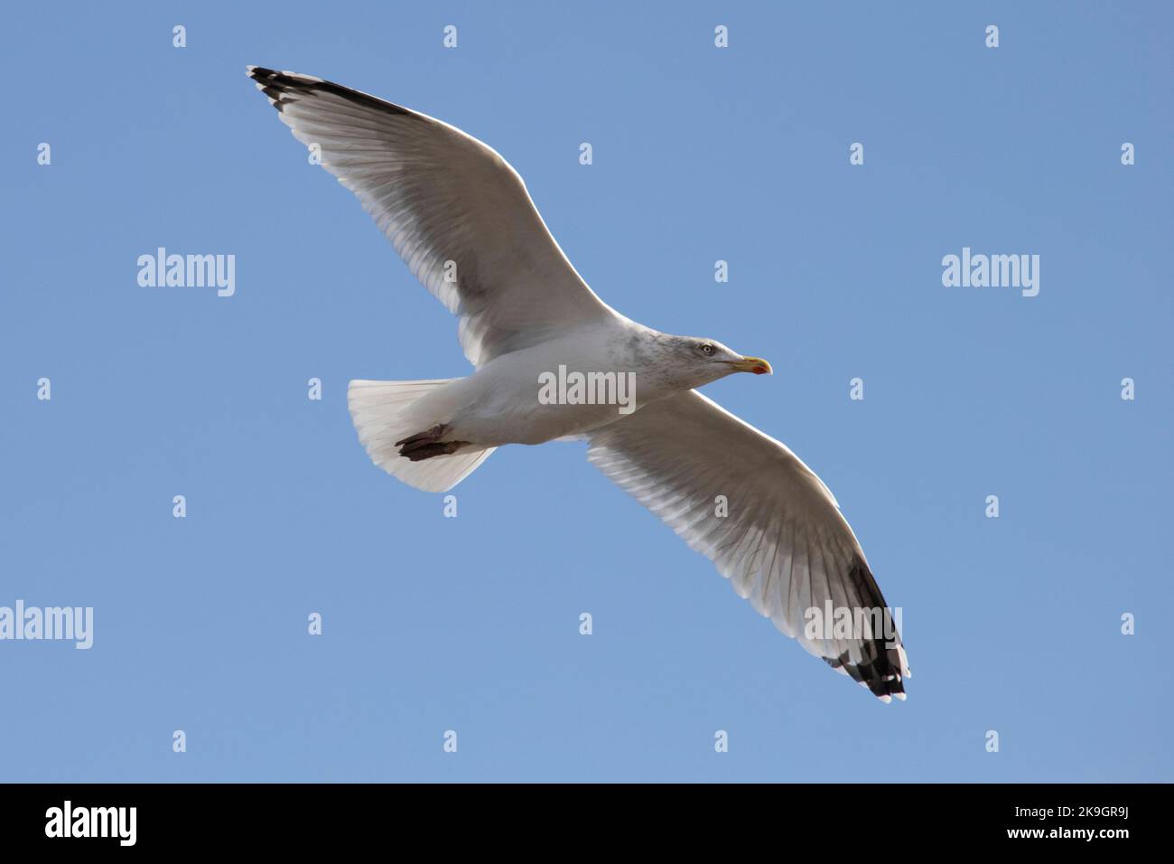 A Herring Gull flying over Whitby Harbour in North Yorkshire, 26th October 2022 Stock Photo